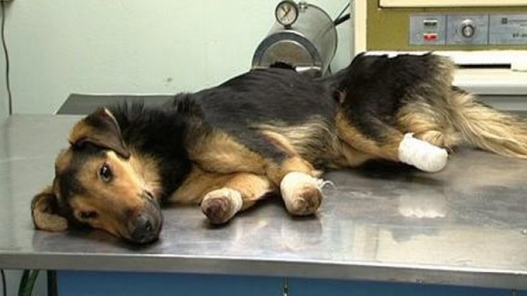 Мила - белградската Мима