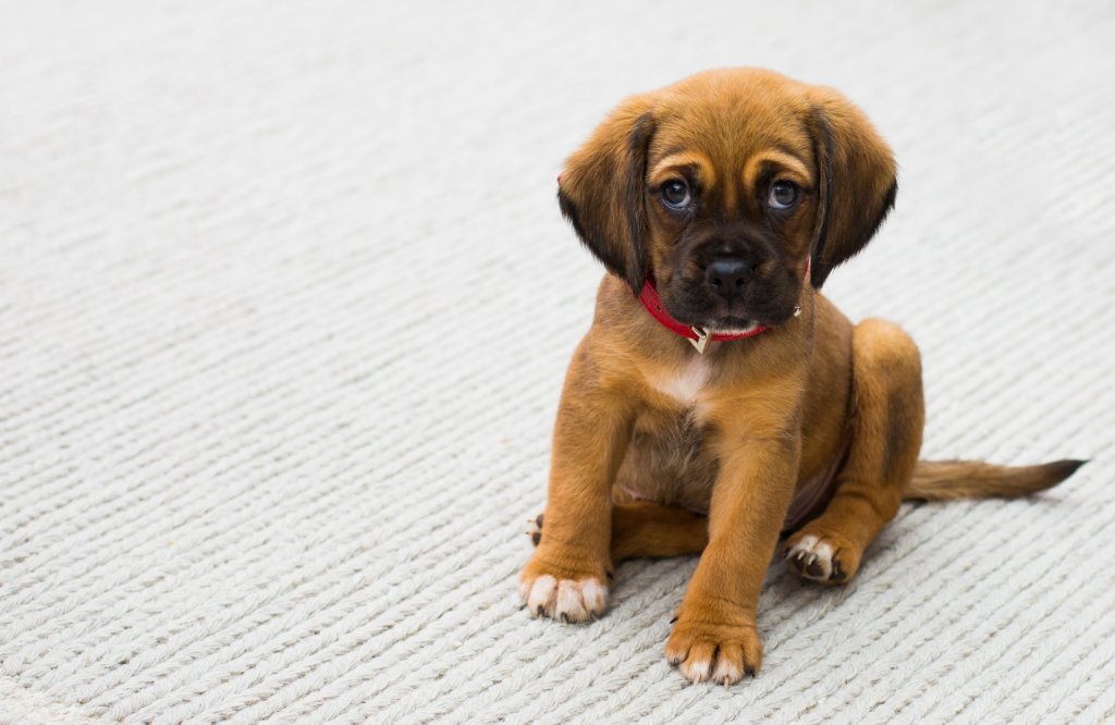animal-cute-animals-dog-59523