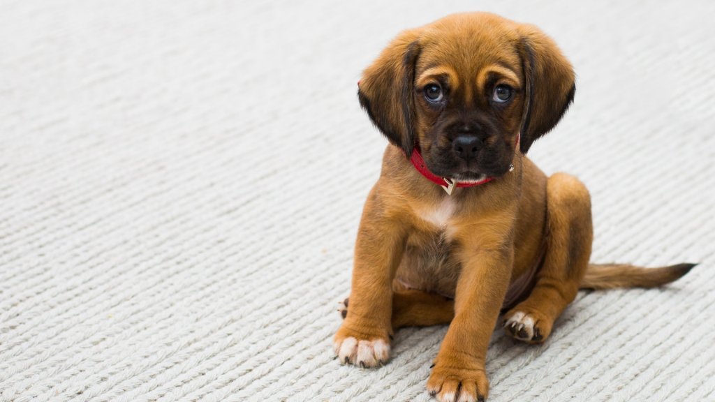 animal-cute-animals-dog-59523