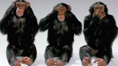 Науката все още смята, че проихождаме от маймуната, така че изберете си коя от трите ви е най-симпатична