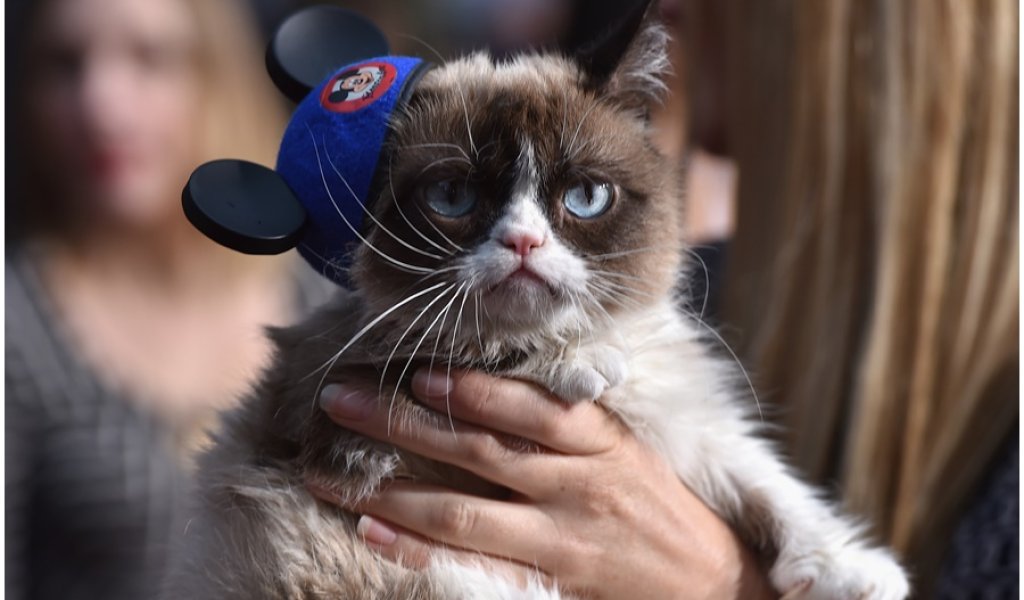 Grumpy Cat 
Тя е Grumpy Cat – сладко, намръщено женско коте, което е и най-известното животно в интернет в момента. Котето, родено през 2012-а и кръстено Сос Тартар, започва да добива популярност през 2013 година. Тогава неговата стопанка му прави ме