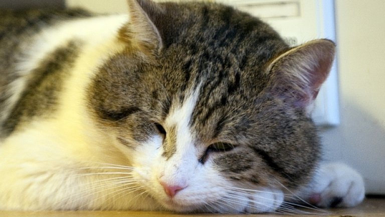 Дори и да не го съзнавате, вашата котка ви контролира...