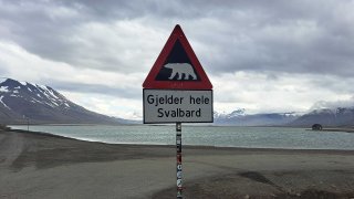 Как хората в царството на белите мечки опазват и себе си, и животните