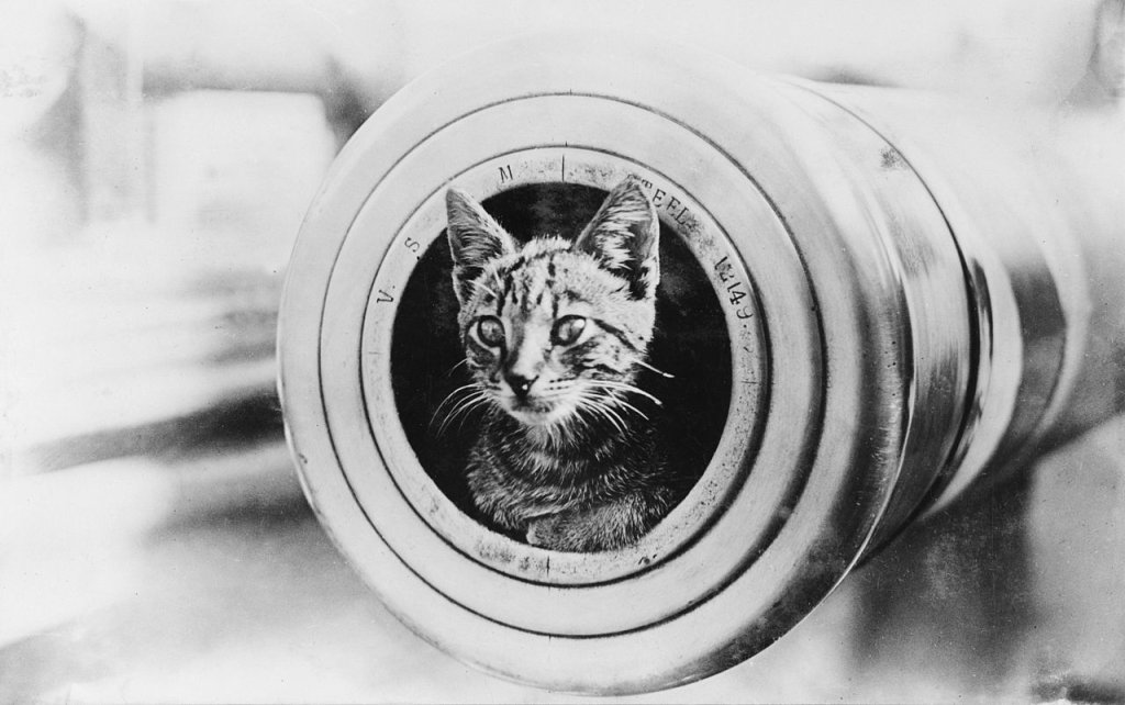 1280px-A_cat_on_HMAS_Encounter