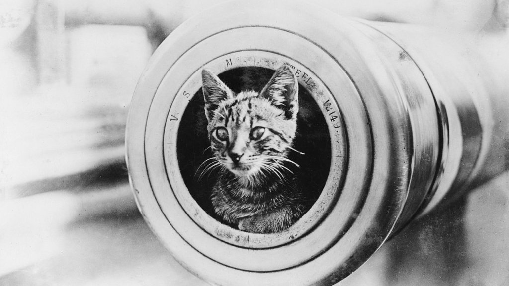 1280px-A_cat_on_HMAS_Encounter