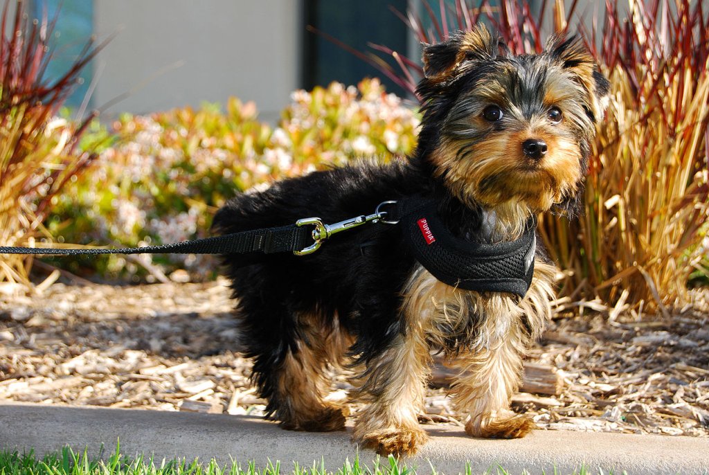 Winston,_a_Yorkshire_Terrier_puppy