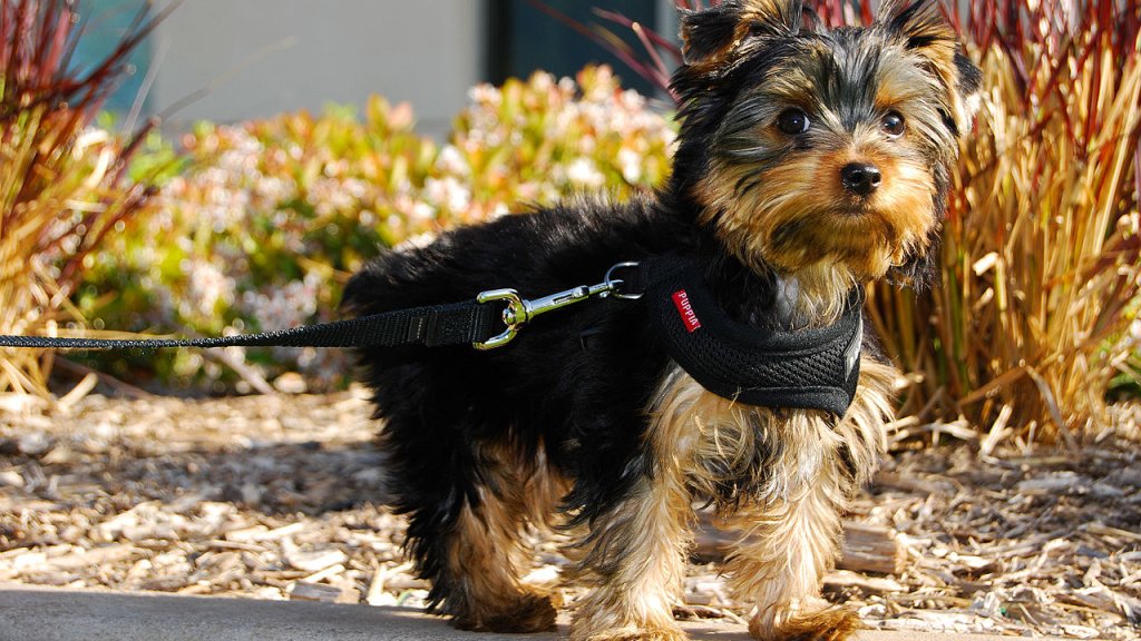 Winston,_a_Yorkshire_Terrier_puppy