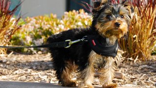 Winston,_a_Yorkshire_Terrier_puppy