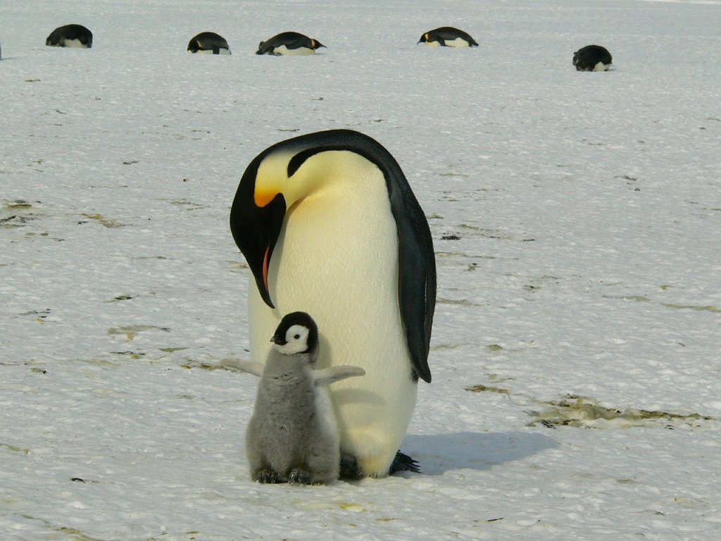 Императорски пингвин
Когато женският императорски пингвин снесе яйцата си, нейните хранителни запаси се изчерпват веднага и тя трябва да се върне в океана за цели два месеца. Това стоварва отговорността за топленето на яйцата на мъжкия. А топленето на Антарктида не е шега работа. В продължение на два месеца, в екстремни зимни условия, бащата - пингвин не мърда от мястото си.