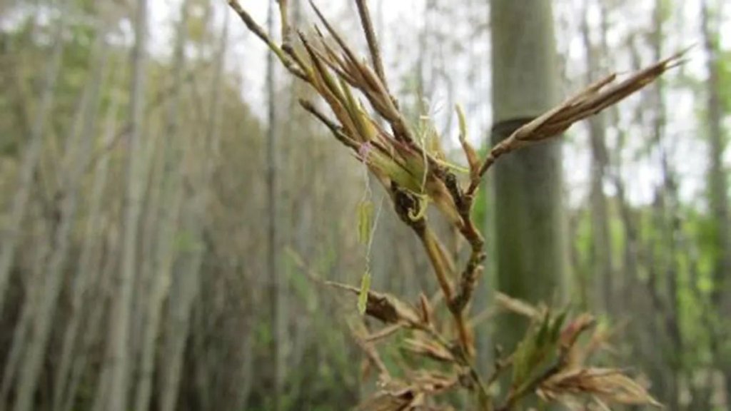 flowering-bamboo-l