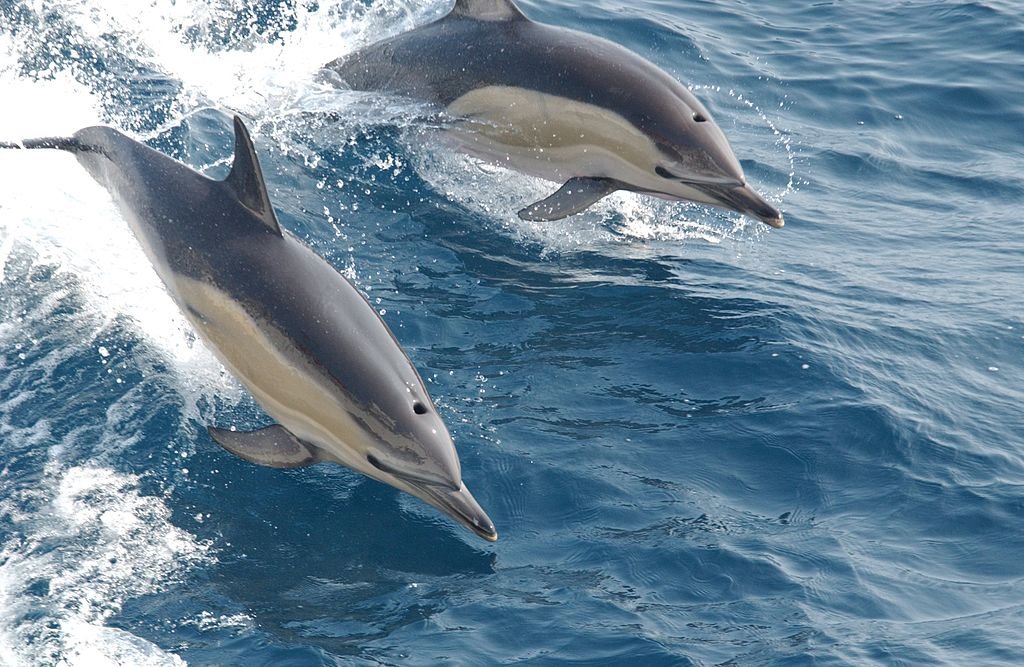 1024px-Common_dolphin_noaa