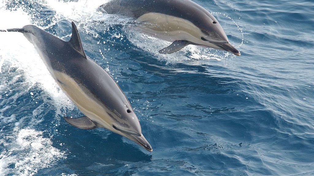 1024px-Common_dolphin_noaa