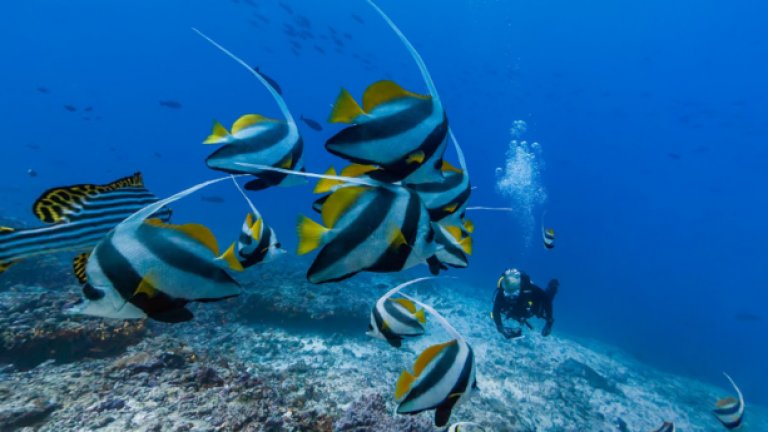 Красотата на Малдивите е и под водата