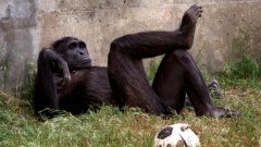 Шимпанзетата използват набор от двайсетина инструмента - за прехрана, секс, грижи за себе си...