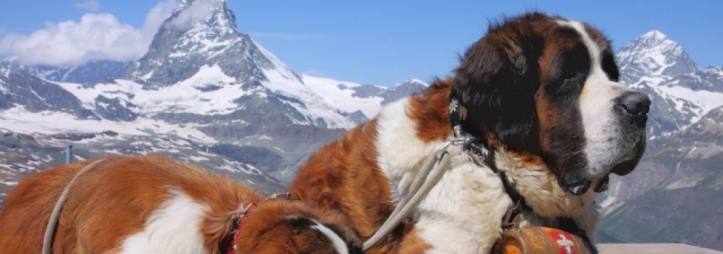 st bernard