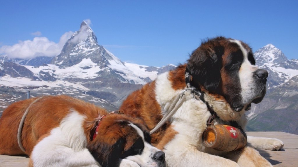st bernard