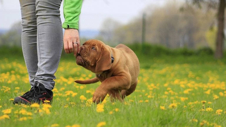 От какви паразити и гадини трябва да пазите кучето си