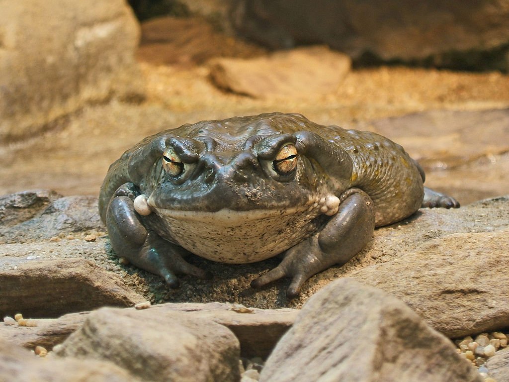 1024px-2009-03-13Bufo_alvarius067