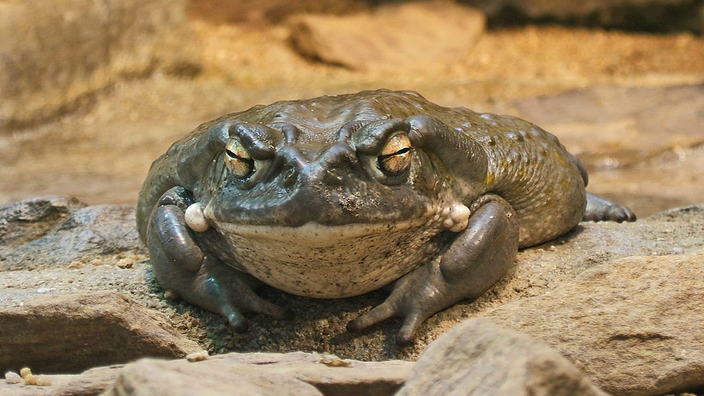 1024px-2009-03-13Bufo_alvarius067