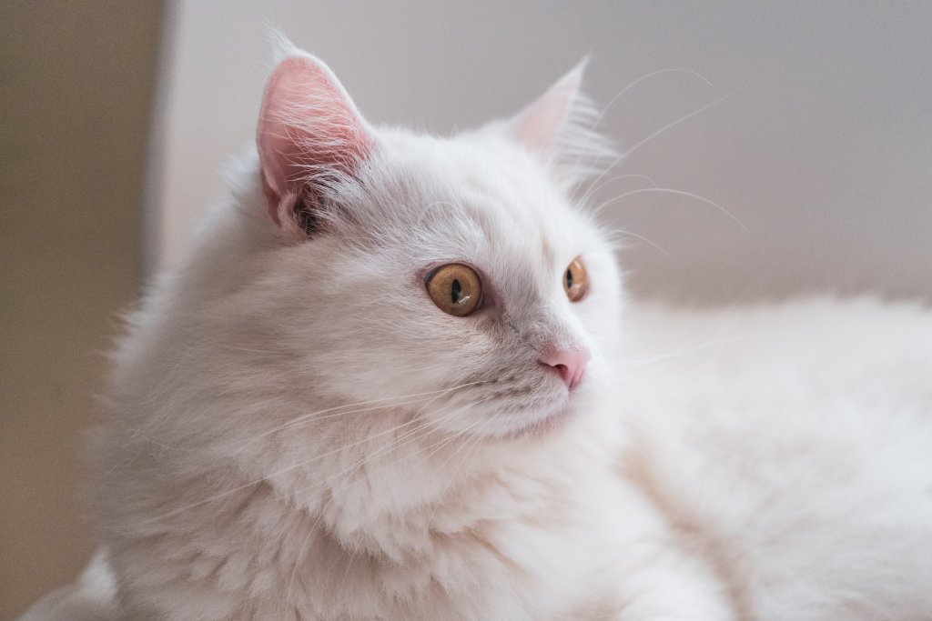 mayer-tawfik-T6BDU8vPgtg-unsplash