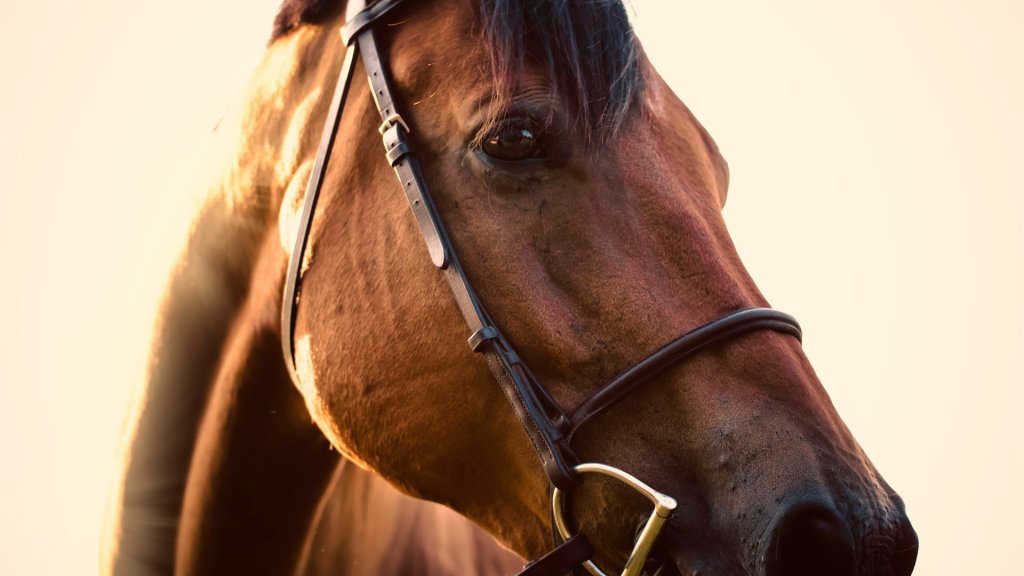 danny-gallegos-hVVp5qa75bo-unsplash