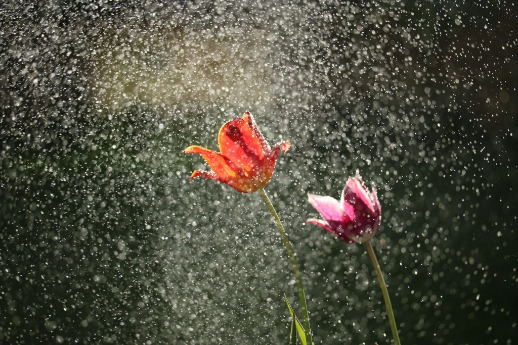 michael-podger-N-5x9gDWjs0-unsplash