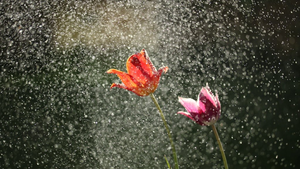 michael-podger-N-5x9gDWjs0-unsplash