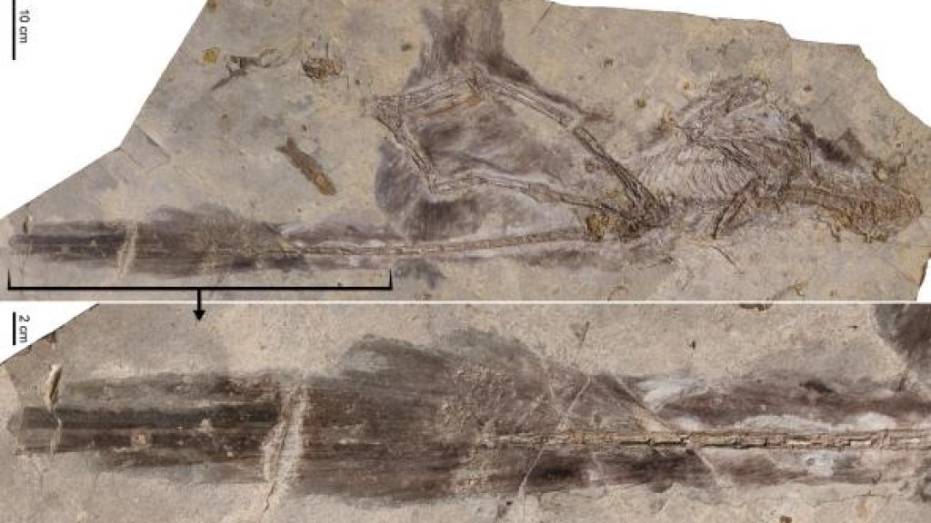 changyuraptor_photo11.jpg.CROP.promovar-mediumlarge