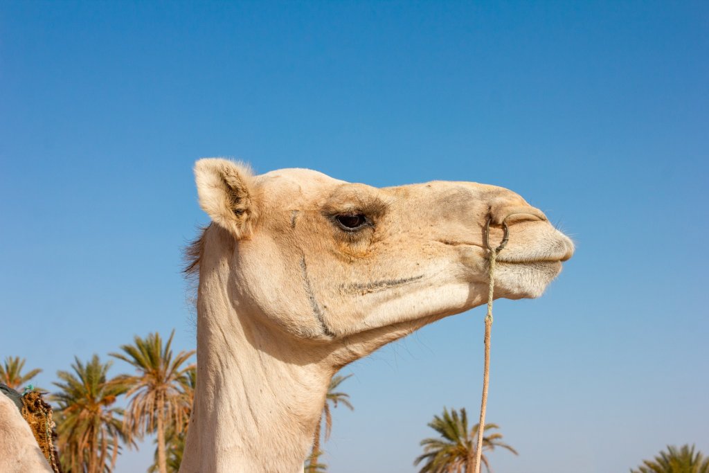 animal-arabian-camel-camel-2238442