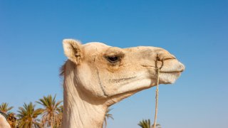 animal-arabian-camel-camel-2238442