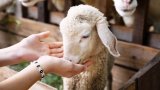 Прясното агнешко месо е бледорозово на цвят и няма силен мирис