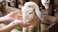 Прясното агнешко месо е бледорозово на цвят и няма силен мирис