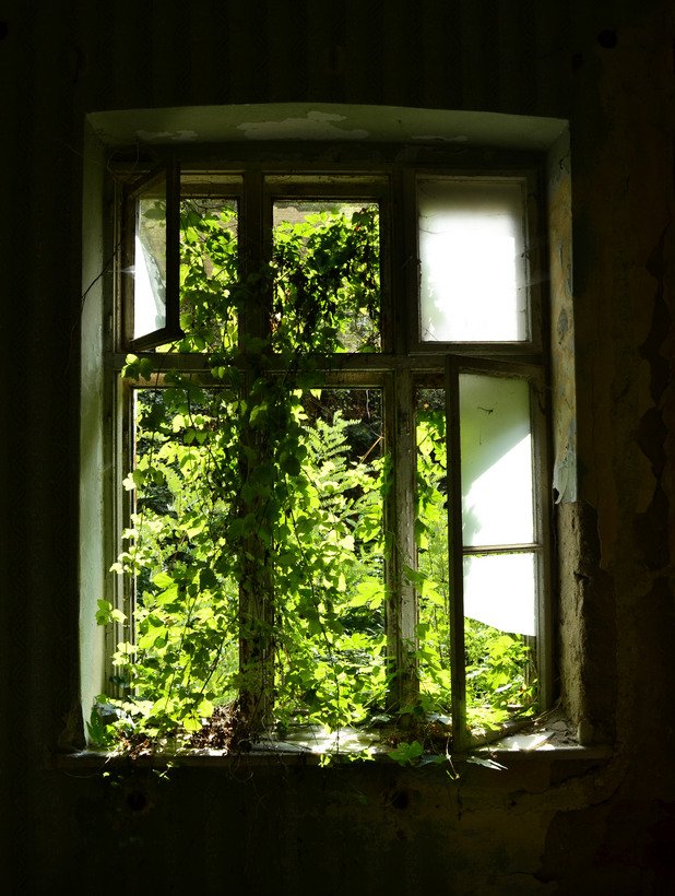 Природата нахлува през разбитите прозорци на семинарията в Черепиш
