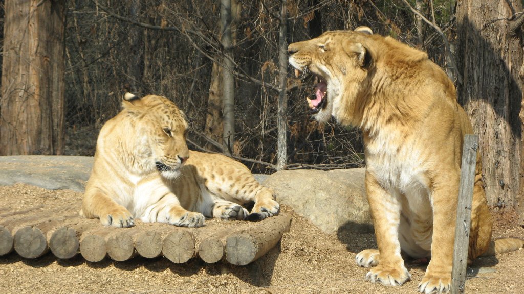 Liger_couple