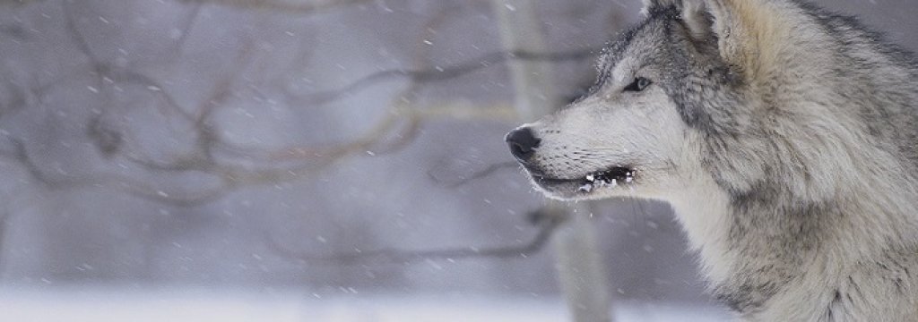 Gray Wolf in Snow