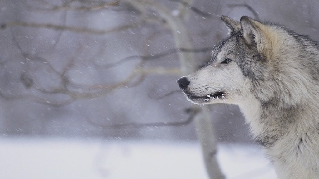 Gray Wolf in Snow
