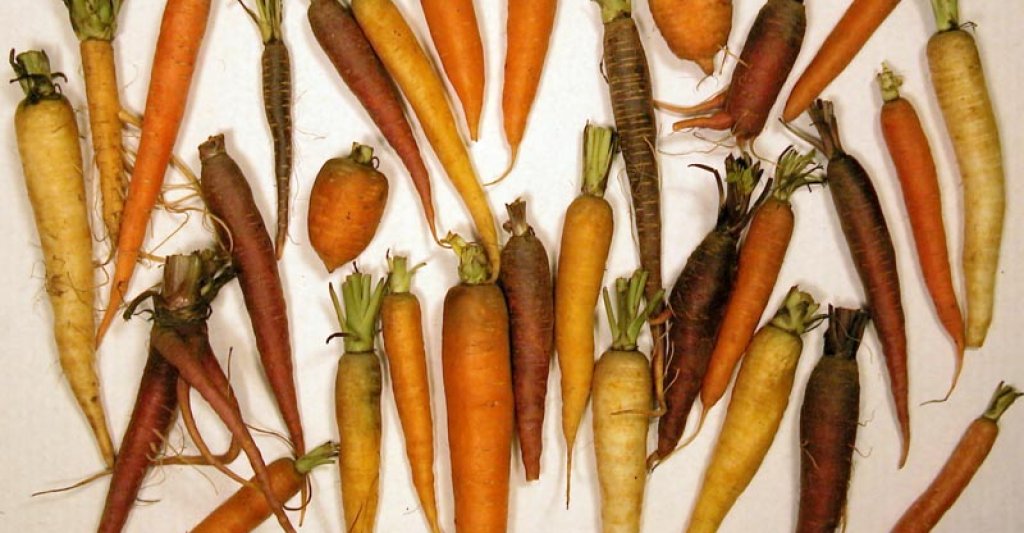 CarrotDiversityLg