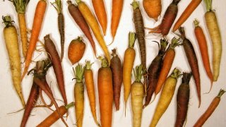 CarrotDiversityLg