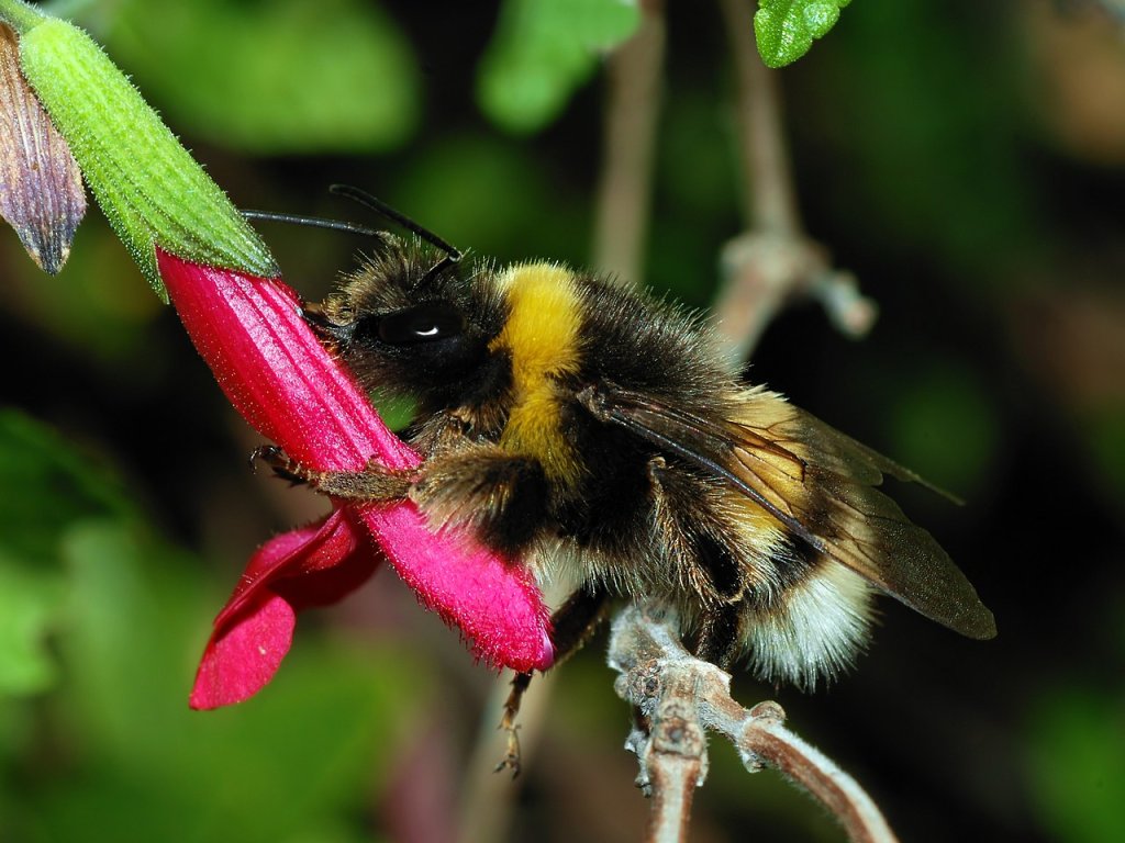 1280px-Bumblebee_October_2007-3a