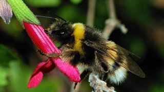 1280px-Bumblebee_October_2007-3a