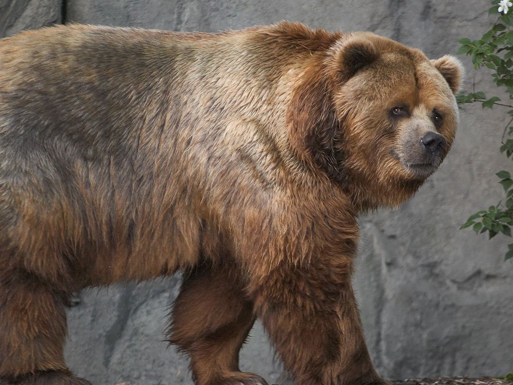 1024px-Kodiak_bear_in_germany