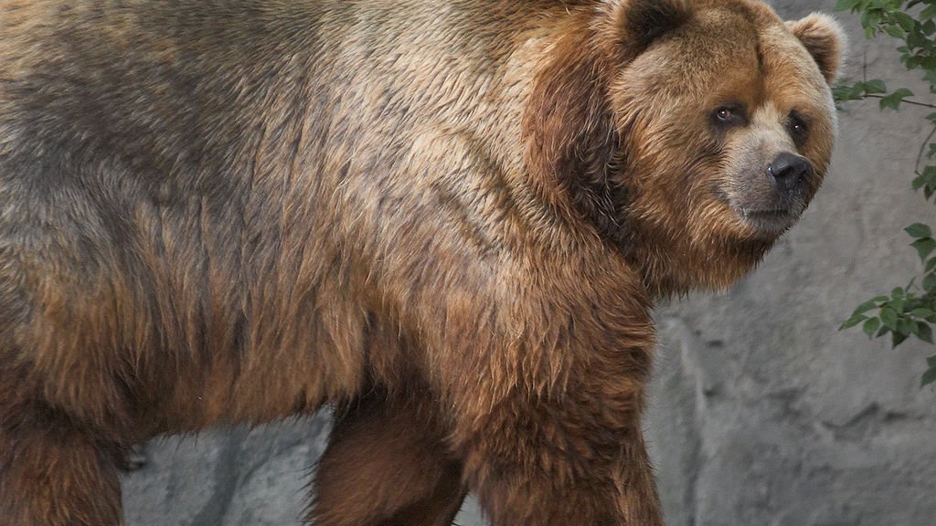 1024px-Kodiak_bear_in_germany