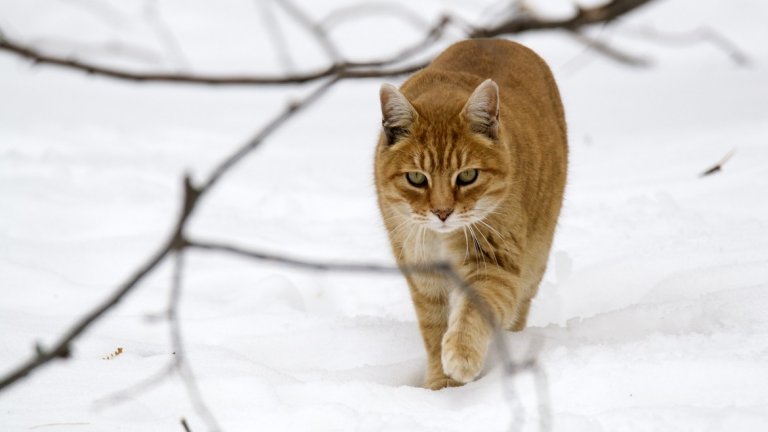 В края на седмицата обстановката ще се нормализира