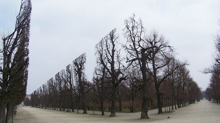 Дървета в парка на Шьонбрун, Австрия