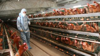 След необичайно топлата есен общо 3 милиона птици са убити в руските ферми заради съмнения за H5N8