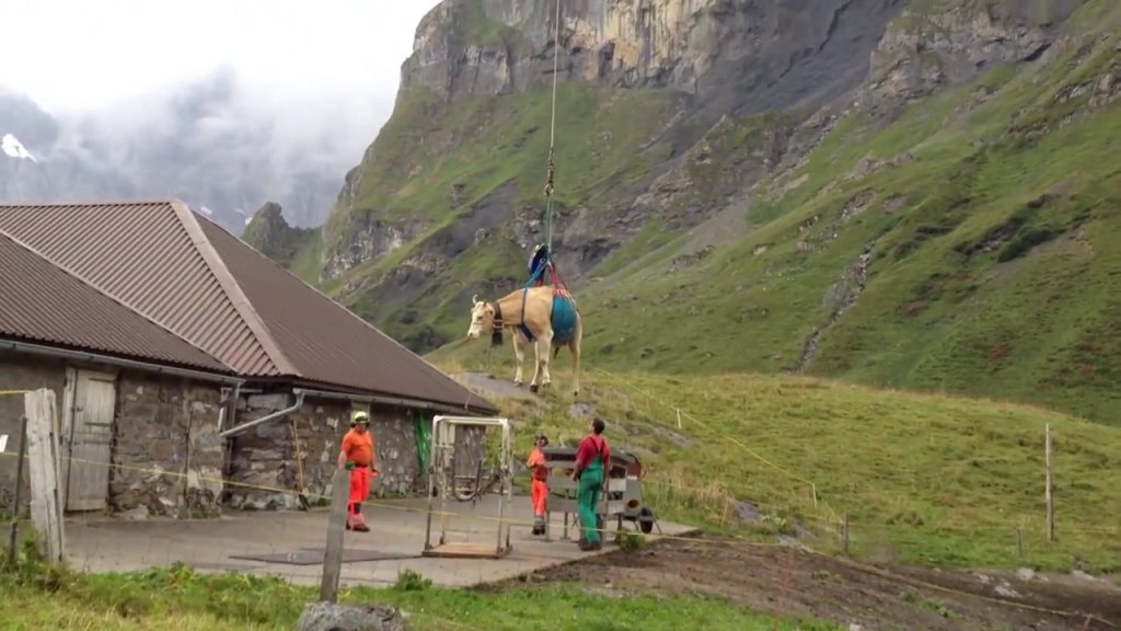 vache-suisse-helicoptere