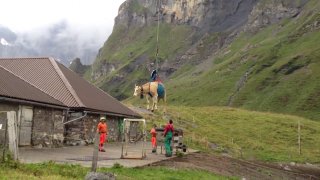vache-suisse-helicoptere
