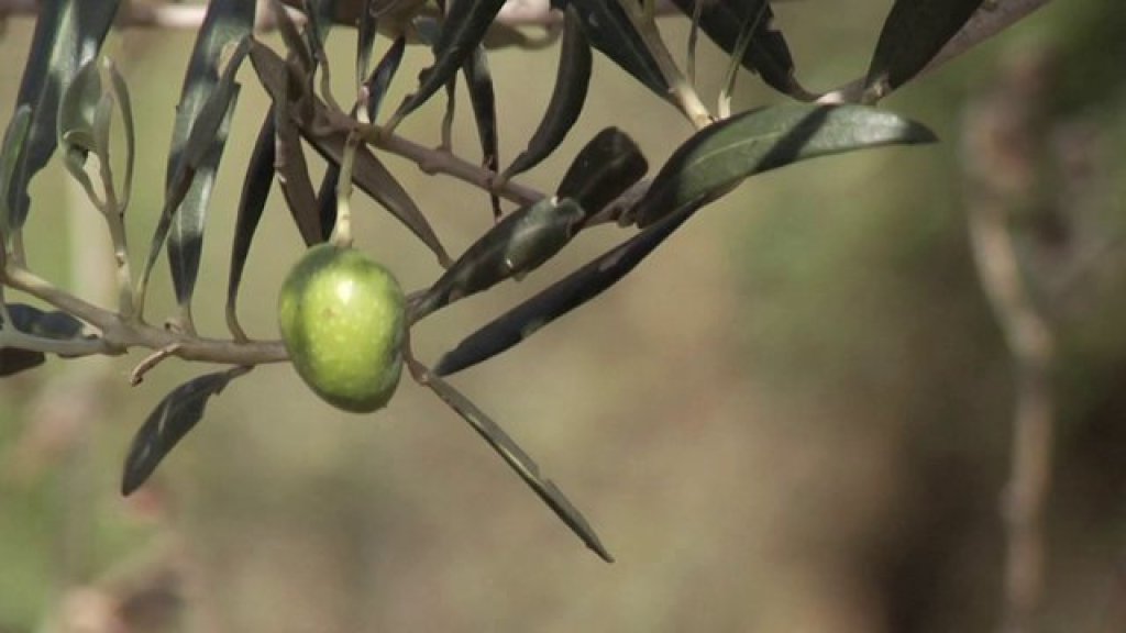 olive