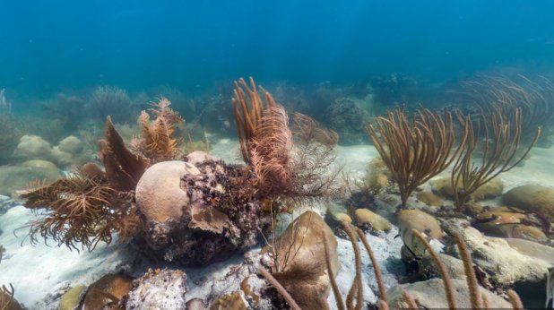 Флорида Кийс в САЩ, живописна верига от коралови и варовикови островчета