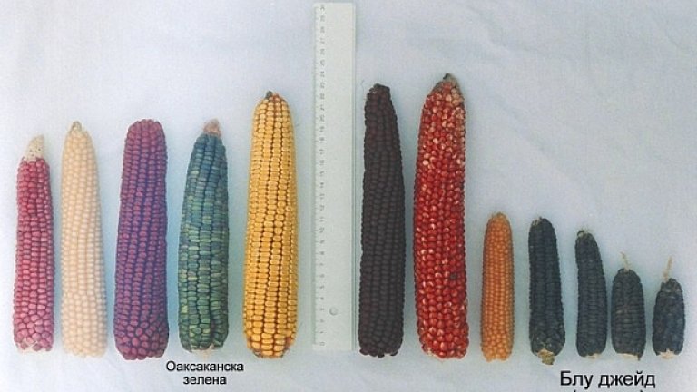 Природата по естествен път е създала достатъчно видове царевица